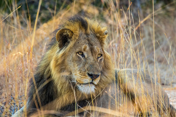 Lion in the morning sun