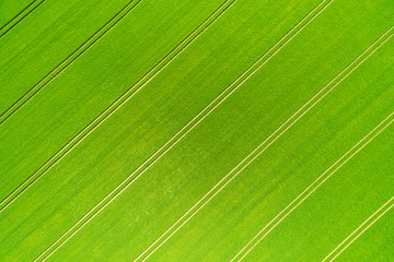 Aerial view of a wheatfield with lanes in spring