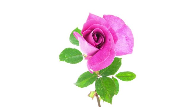 Pink rose flower blooming timelapse