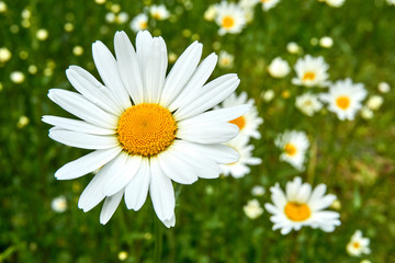 White Flower on a field