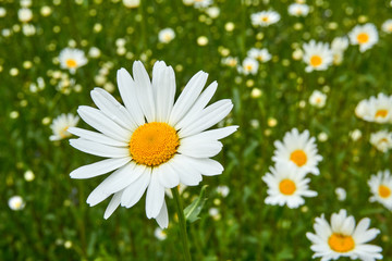 White Flower on a field