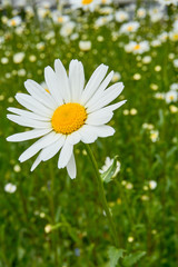 White Flower on a field