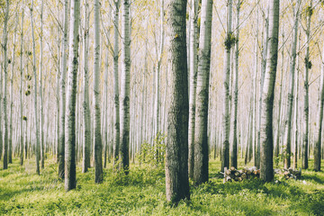 Birch forest