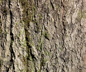 Tree bark texture.