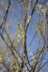 Blossoming tree bud