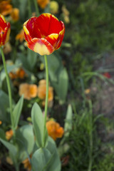 Red - Yellow Tulips