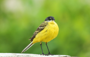 A stunning Yellow Wagtail (Motacilla flava) sitting. Green background