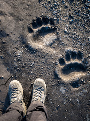 Polar bear footprint comparison in the mud, Svalbard Islands - obrazy, fototapety, plakaty