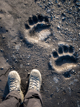 Polar bear footprint comparison in the mud, Svalbard Islands