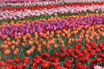 Fototapeta na wymiar mixed colour tulip field