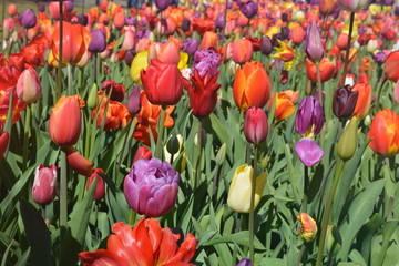mixed tulip in keukenhof