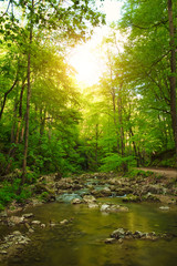 Stream on the forest