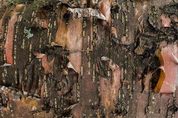 natural textures, tree macro,  tree bark