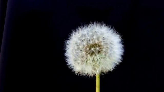 slow motion of blown dandelion
