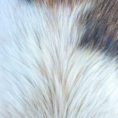 Dog fur texture
