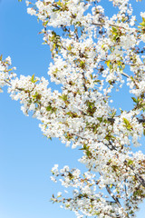 Blossom cherry on a background of blue sky.