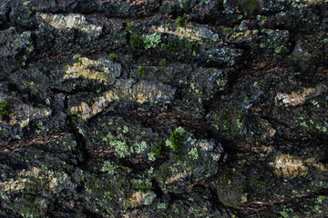 natural textures, tree macro,  tree bark