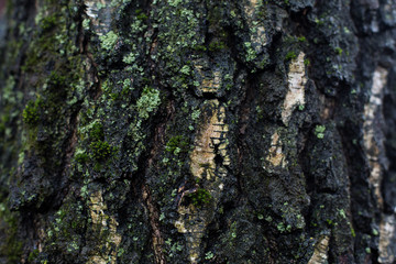 natural textures, tree macro,  tree bark