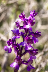 Green-winged Orchid, Akamas Peninsula, Paphos, Cyprus.