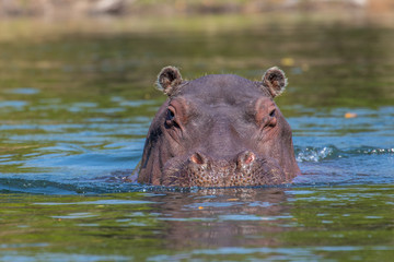 hippo in reflecting water