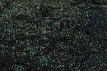 natural textures, tree macro,  tree bark