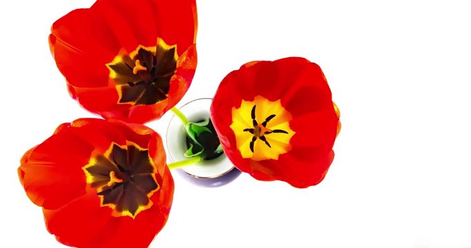 Tulpen &ouml;ffnen und schlie&szlig;en sich  im Zeitraffervideo