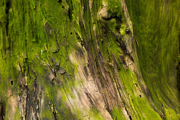 natural textures, tree macro,  tree bark