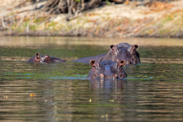 Fototapeta premium hippo in reflecting water
