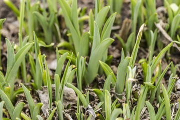 Young green shoots on the ground