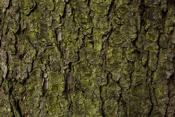 natural textures, tree macro,  tree bark