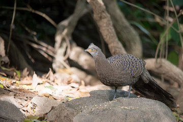 Grey Peacock-Pheasant  in nature at Meawong national park