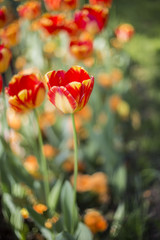 Red - Yellow Tulips