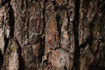 natural textures, tree macro,  tree bark