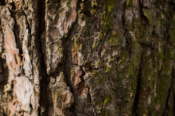 natural textures, tree macro,  tree bark