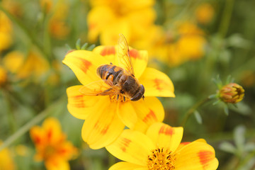 bee on a bee dance flower