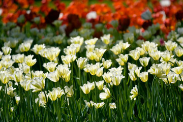 Whilte tulips in spring