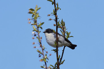 Fototapeta premium European pied flycatcher (Ficedula hypoleuca)