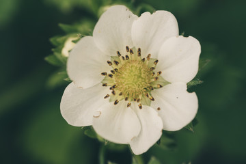 blooming strawberry flower