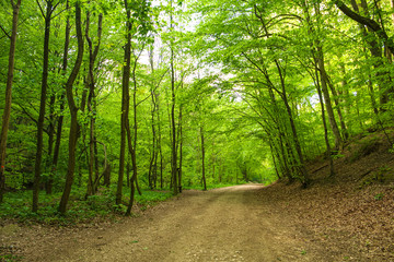 Fototapeta premium Spring forest path