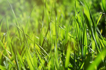 green grass nature background