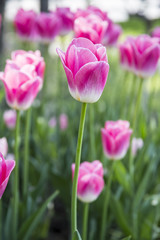 Fototapeta premium Pink Tulips