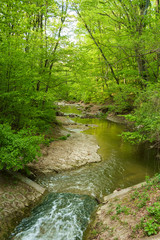 Obraz premium Stream in the forest