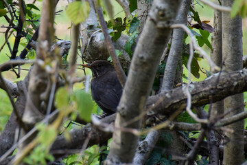 Female blackbird hidden in countryside hedgerow