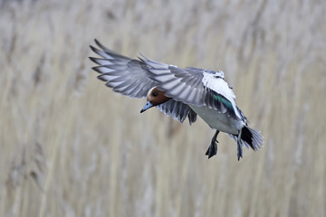 Eurasian wigeon (Anas penelope)