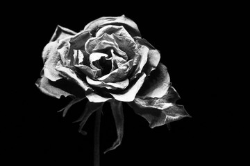 Black and white dry rose isolated on black background