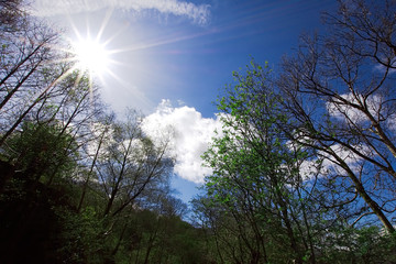 Snowdonia National Park landscape in spring , sunrays and blue sky in forest.