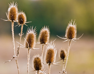 Obraz premium Brown Thistle