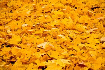 yellow leaves