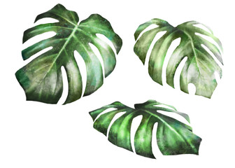 Set plants elements. tropical collection. illustration isolated on white background, exotic leaves. watercolor style. Green monstera © lisima