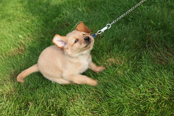 stubborn dog puppy tugs on leash - obrazy, fototapety, plakaty